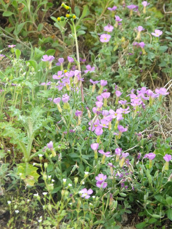 Brassicacea rupicola dal Gargano - Aubrieta cfr.columnae